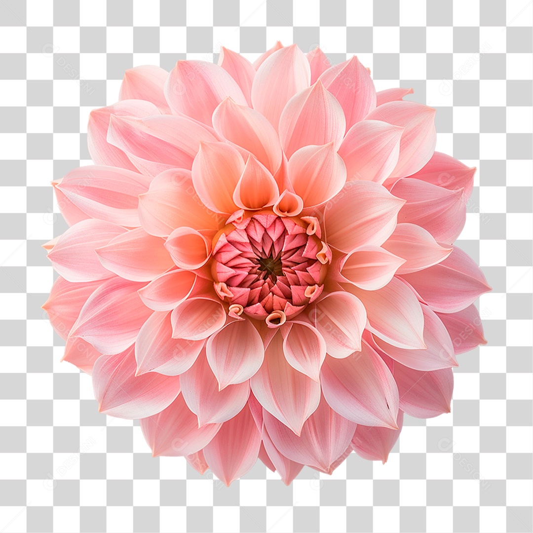 Flor Dália PNG Transparente