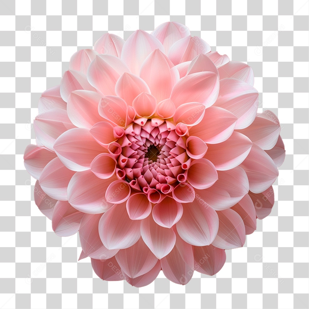 Flor Dália PNG Transparente