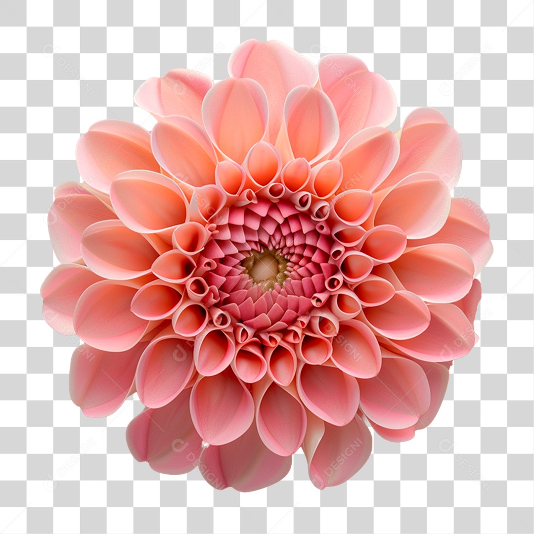 Flor Dália PNG Transparente