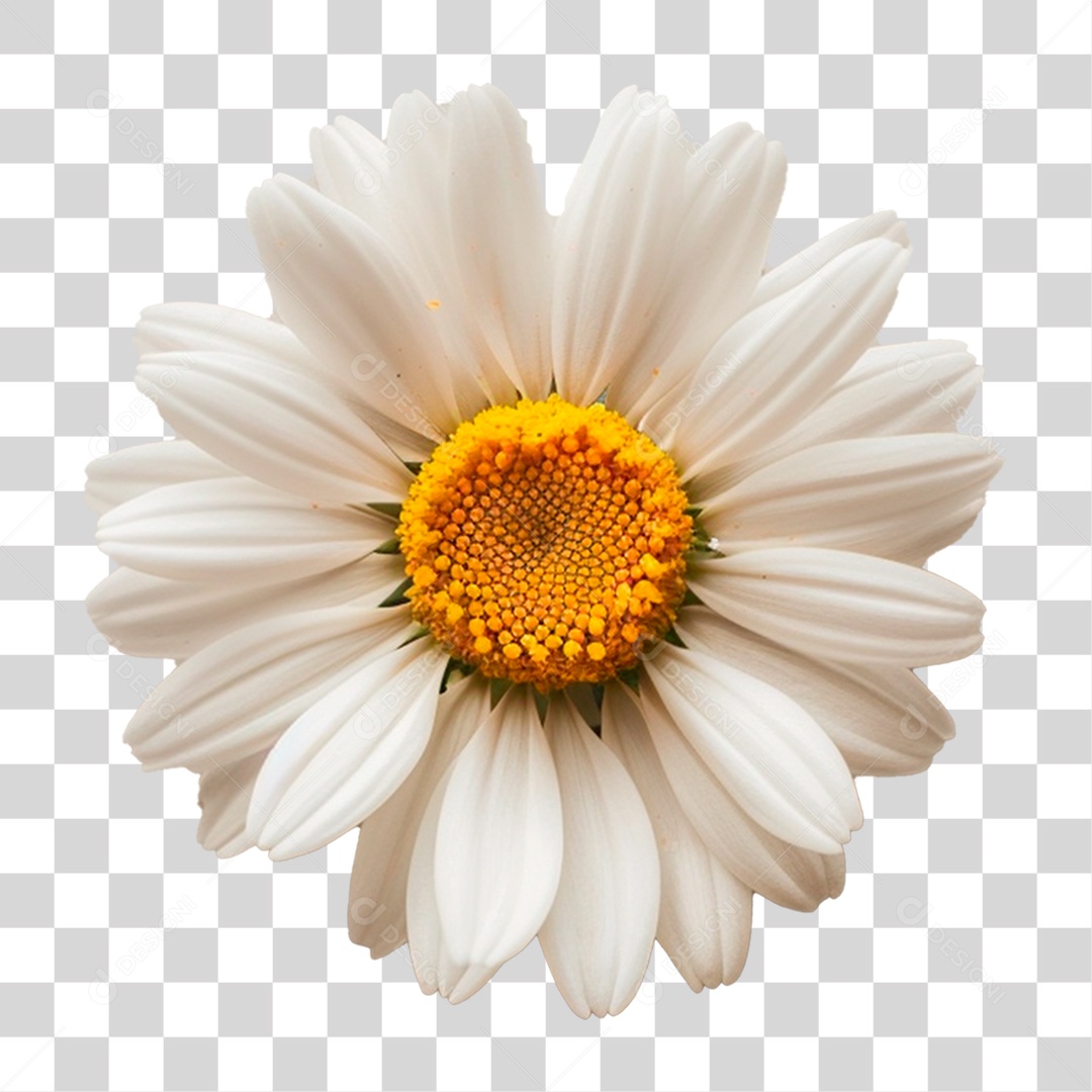 Flor Margarida PNG Transparente