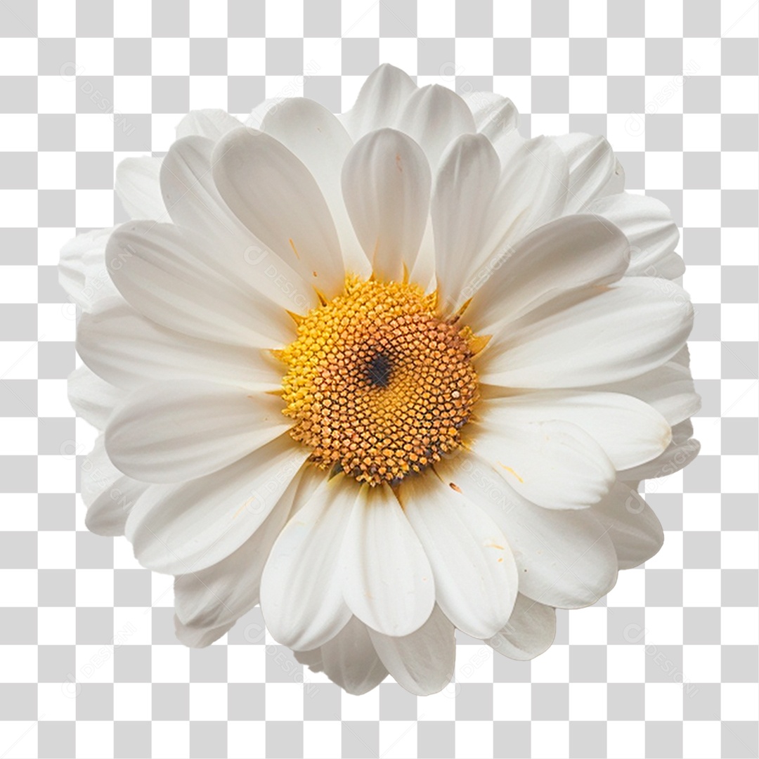 Flor Margarida PNG Transparente