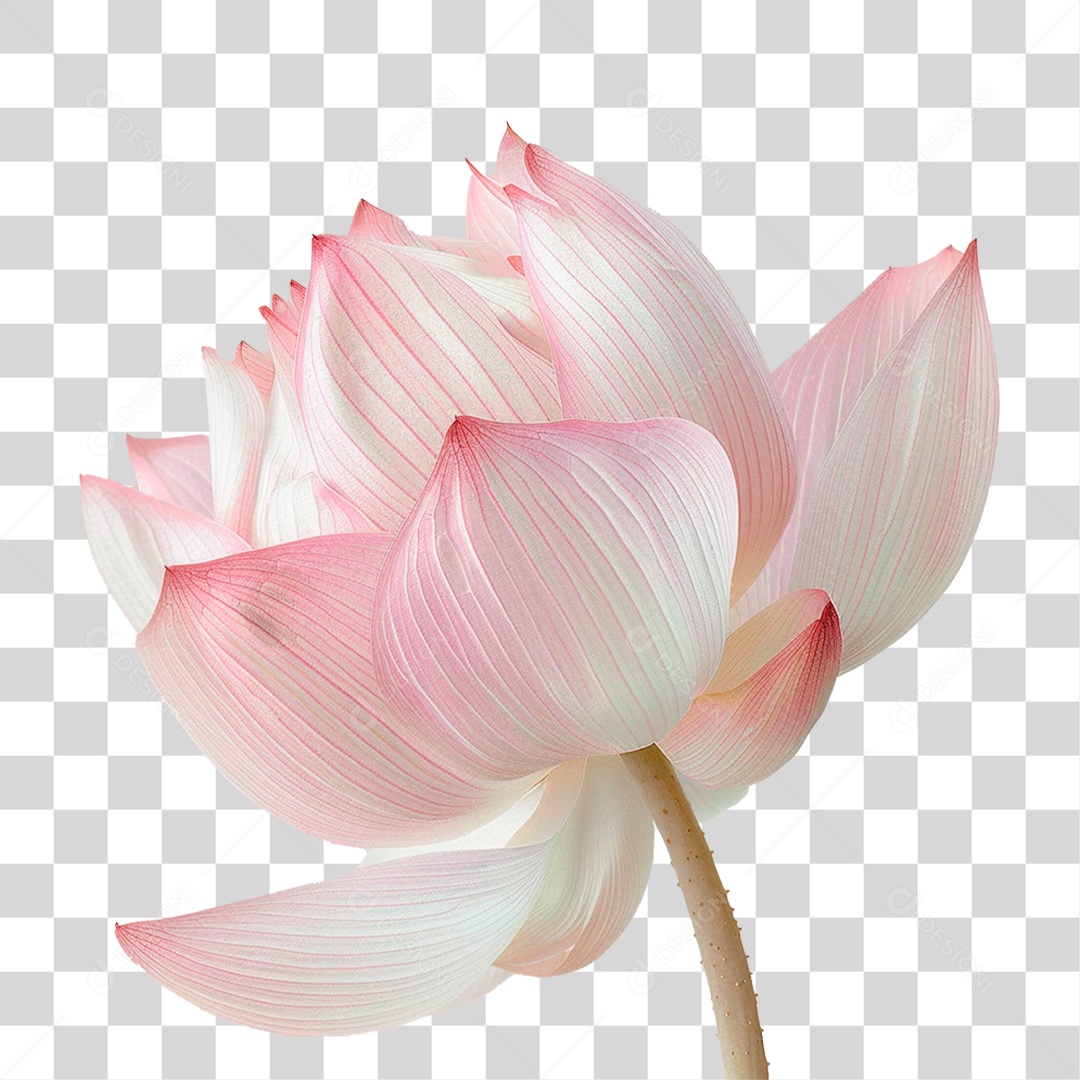Flor de Lótus PNG Transparente