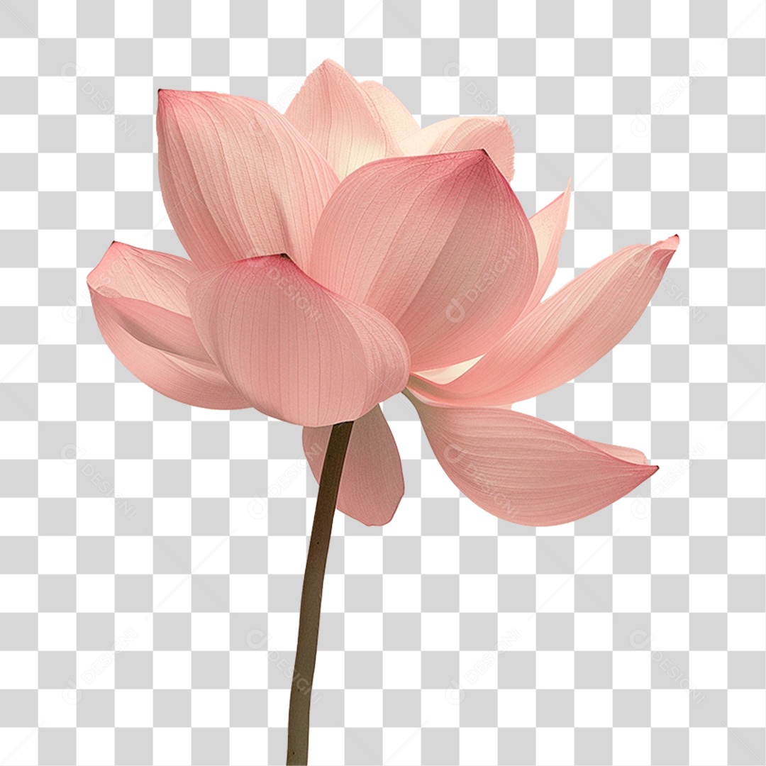 Flores Rosas PNG Transparente