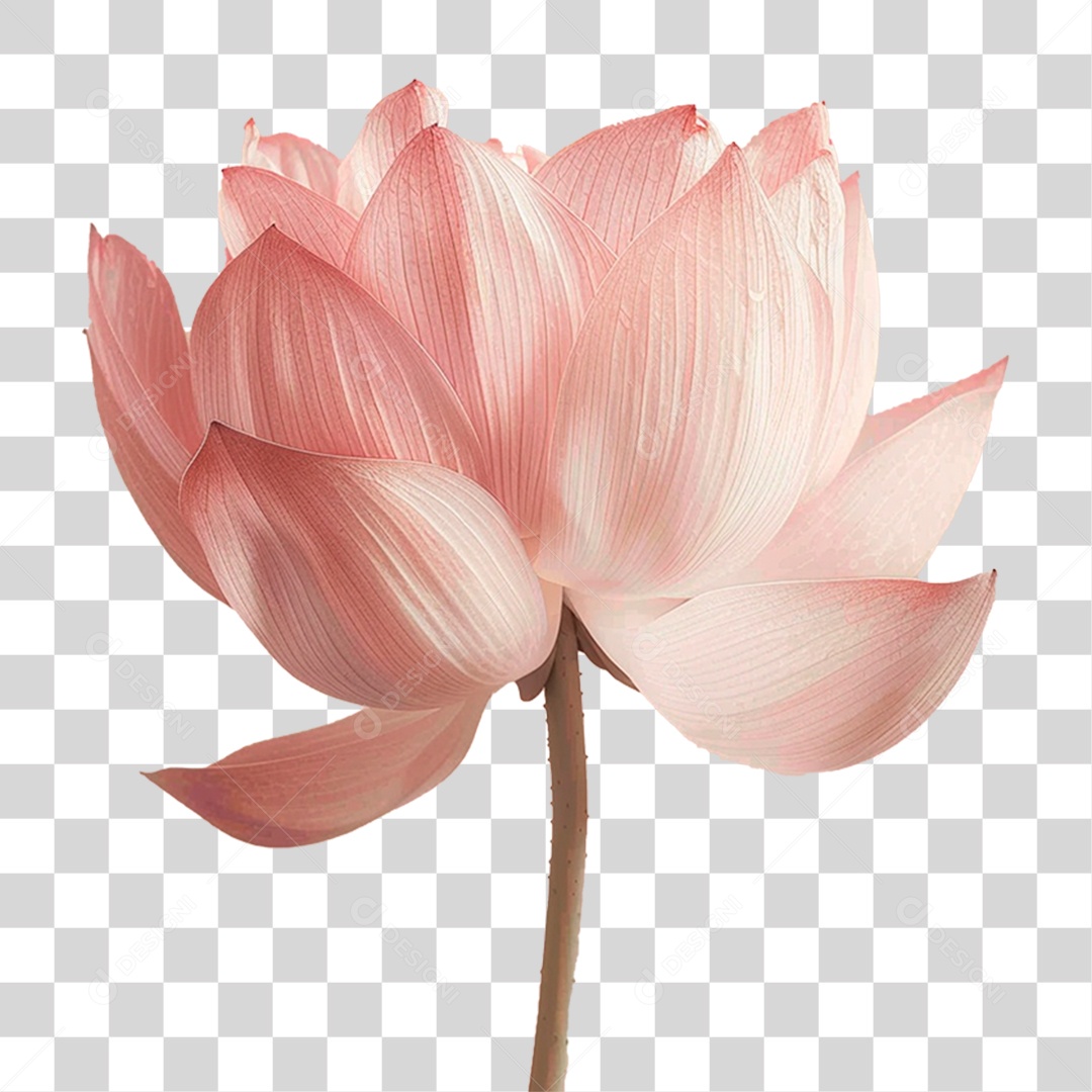 Flor de Lótus PNG Transparente