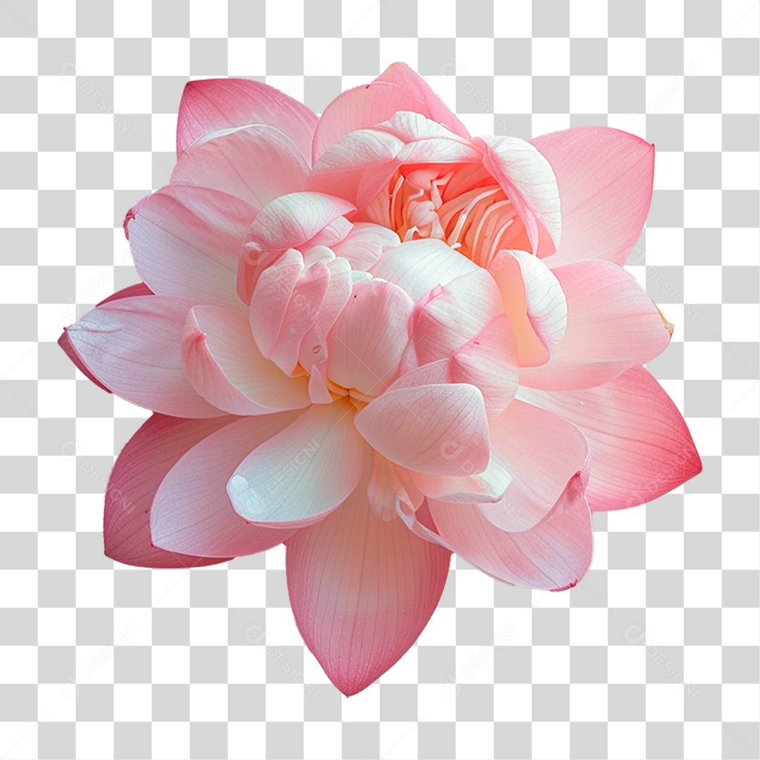Flor de Lótus PNG Transparente