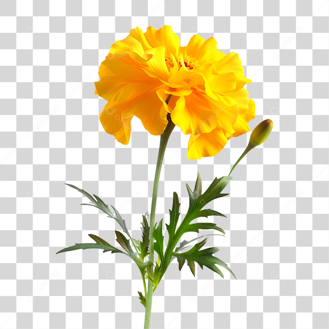 Flor Amarela PNG Transparente