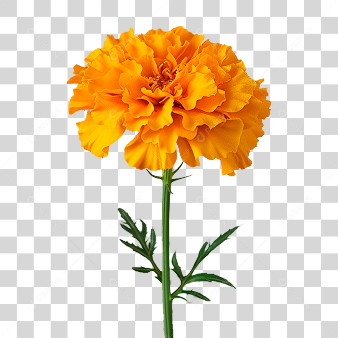 Flor Amarela PNG Transparente