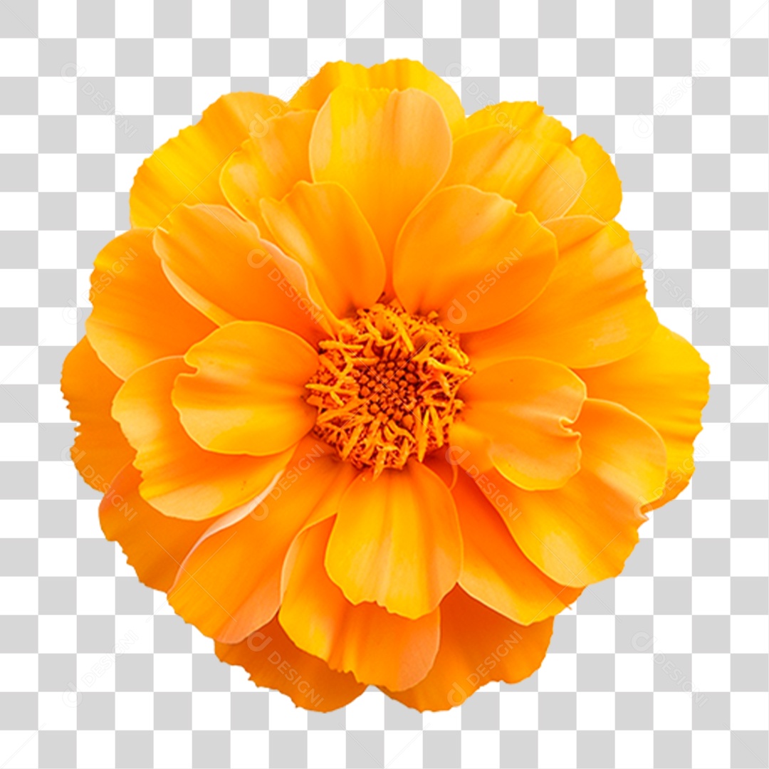 Flor Amarela PNG Transparente