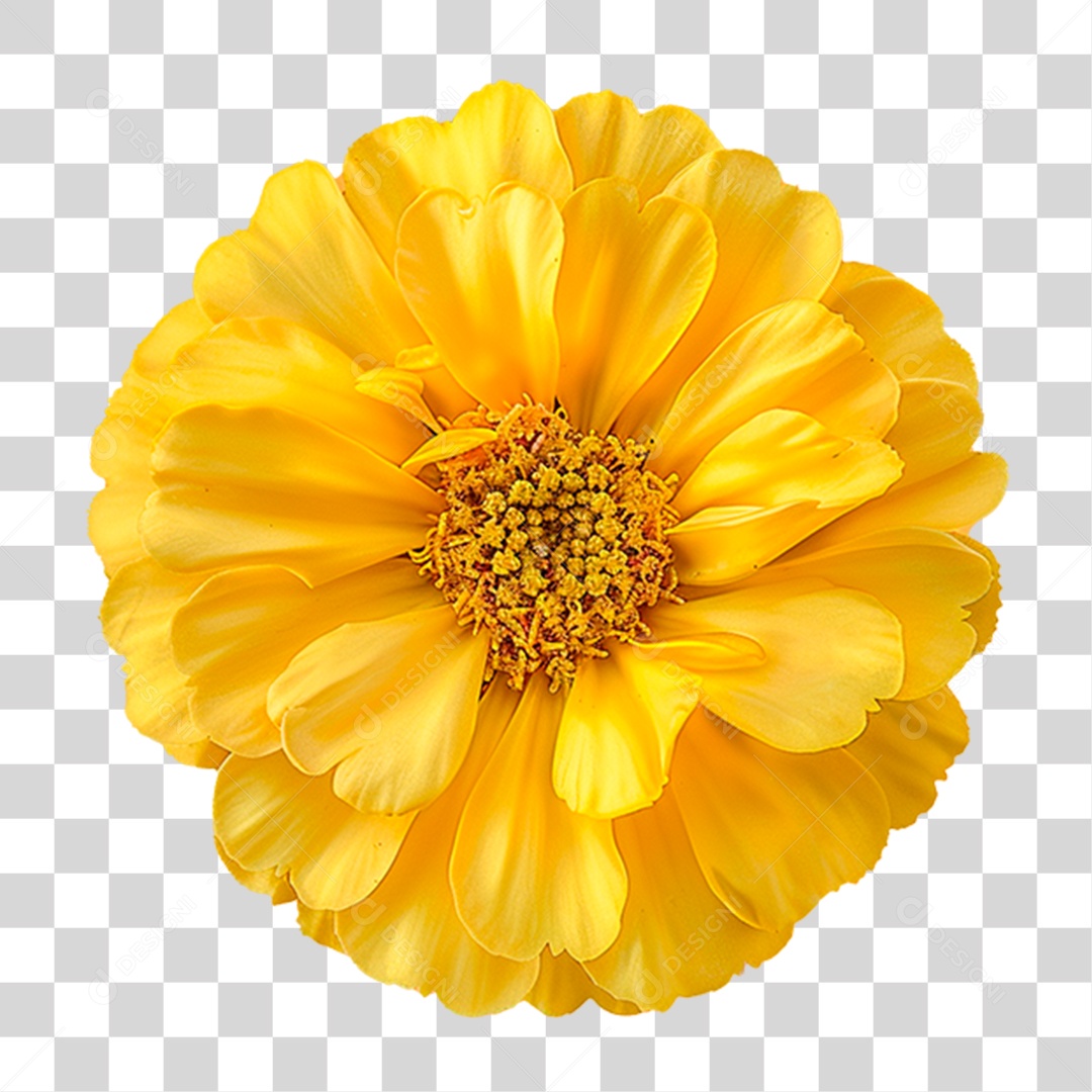 Flor Amarela PNG Transparente
