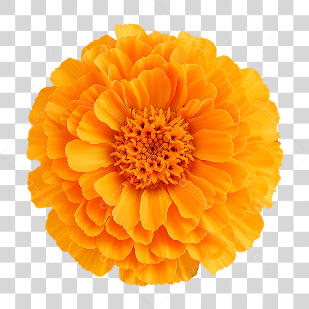 Flor Amarela PNG Transparente