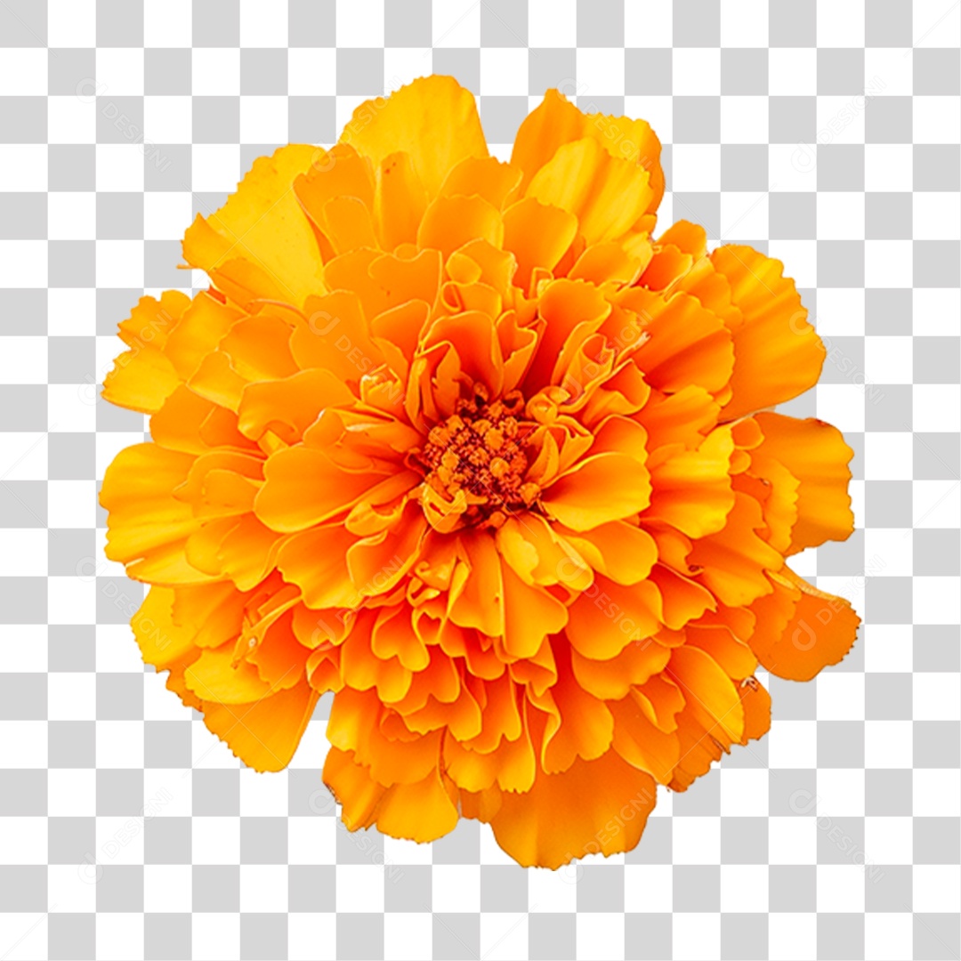 Flor Amarela PNG Transparente