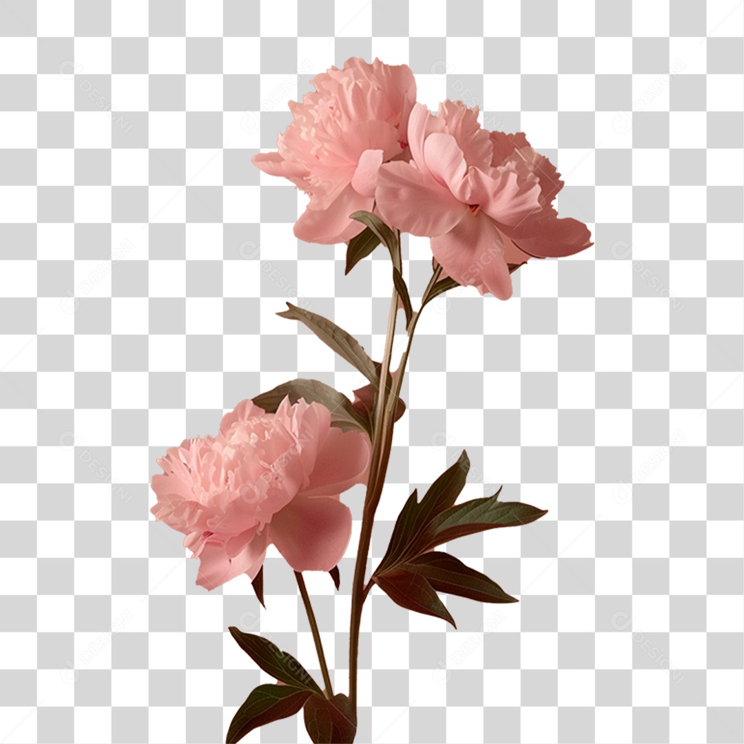 Flores Rosas PNG Transparente