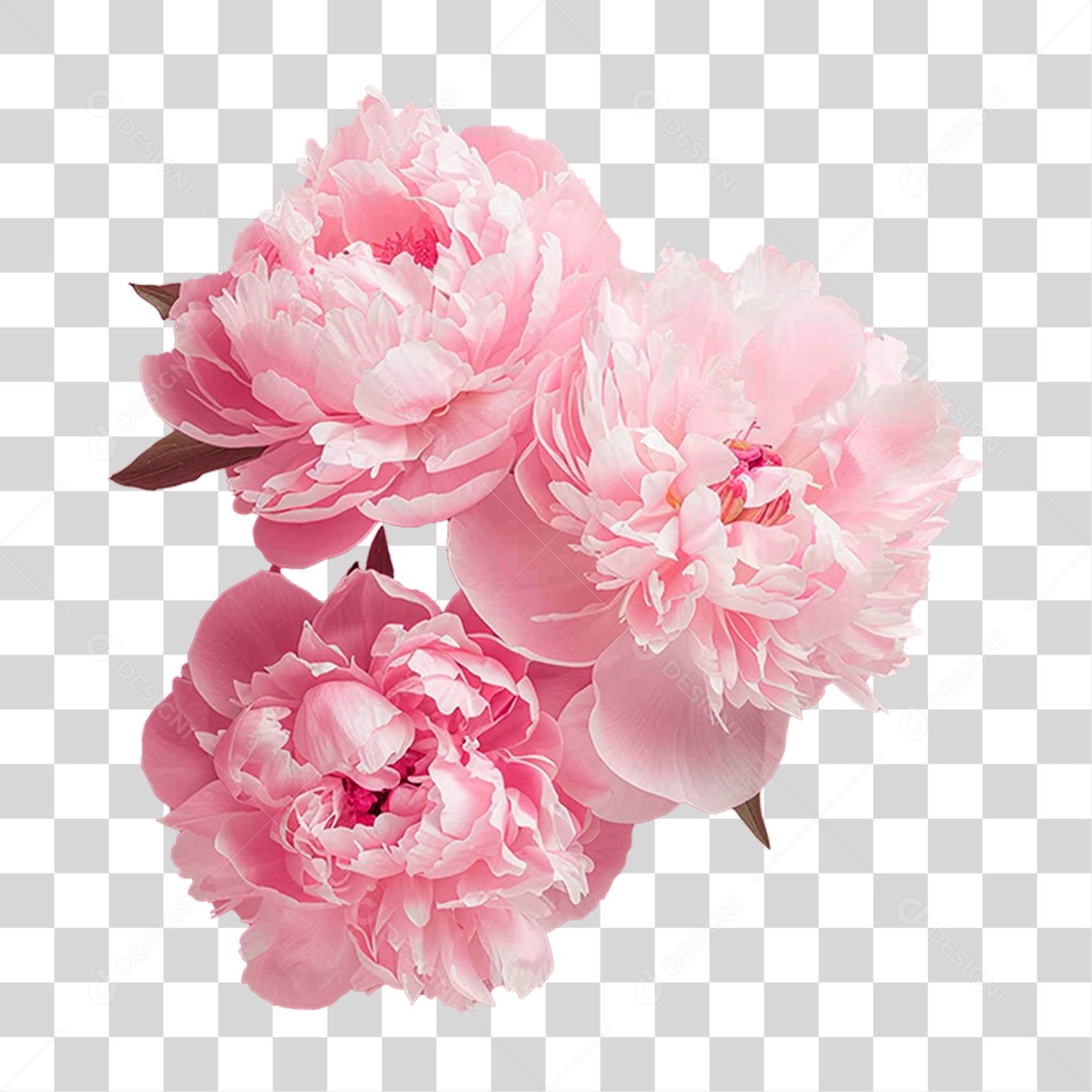 Flores Rosas PNG Transparente