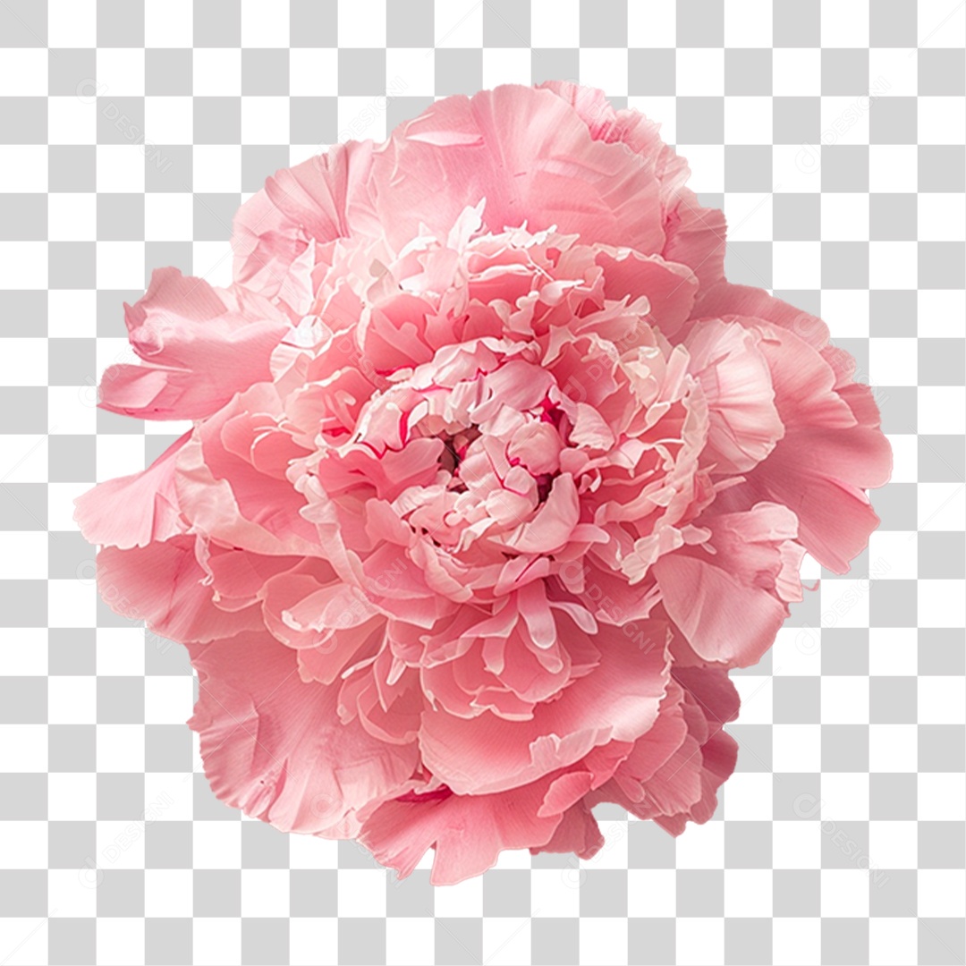 Flor Rosa PNG Transparente