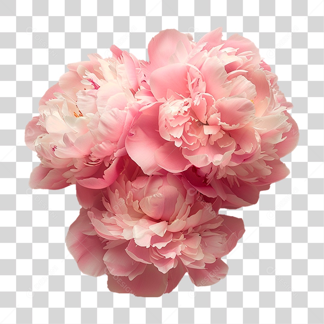 Flores Rosas PNG Transparente