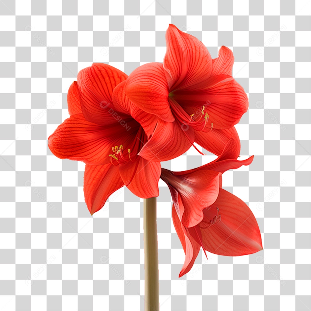 Flor Vermelha PNG Transparente