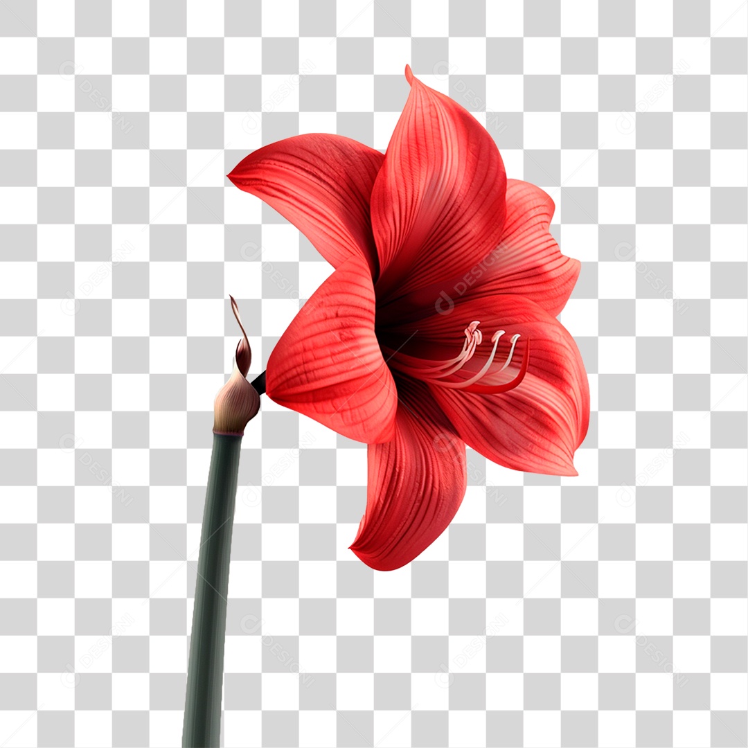 Planta Flor Vermelha PNG Transparente