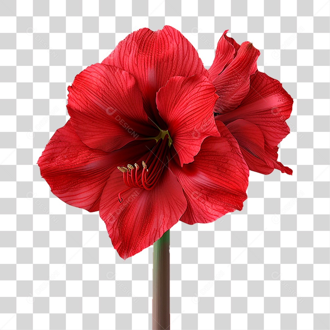 Planta Flor Vermelha PNG Transparente