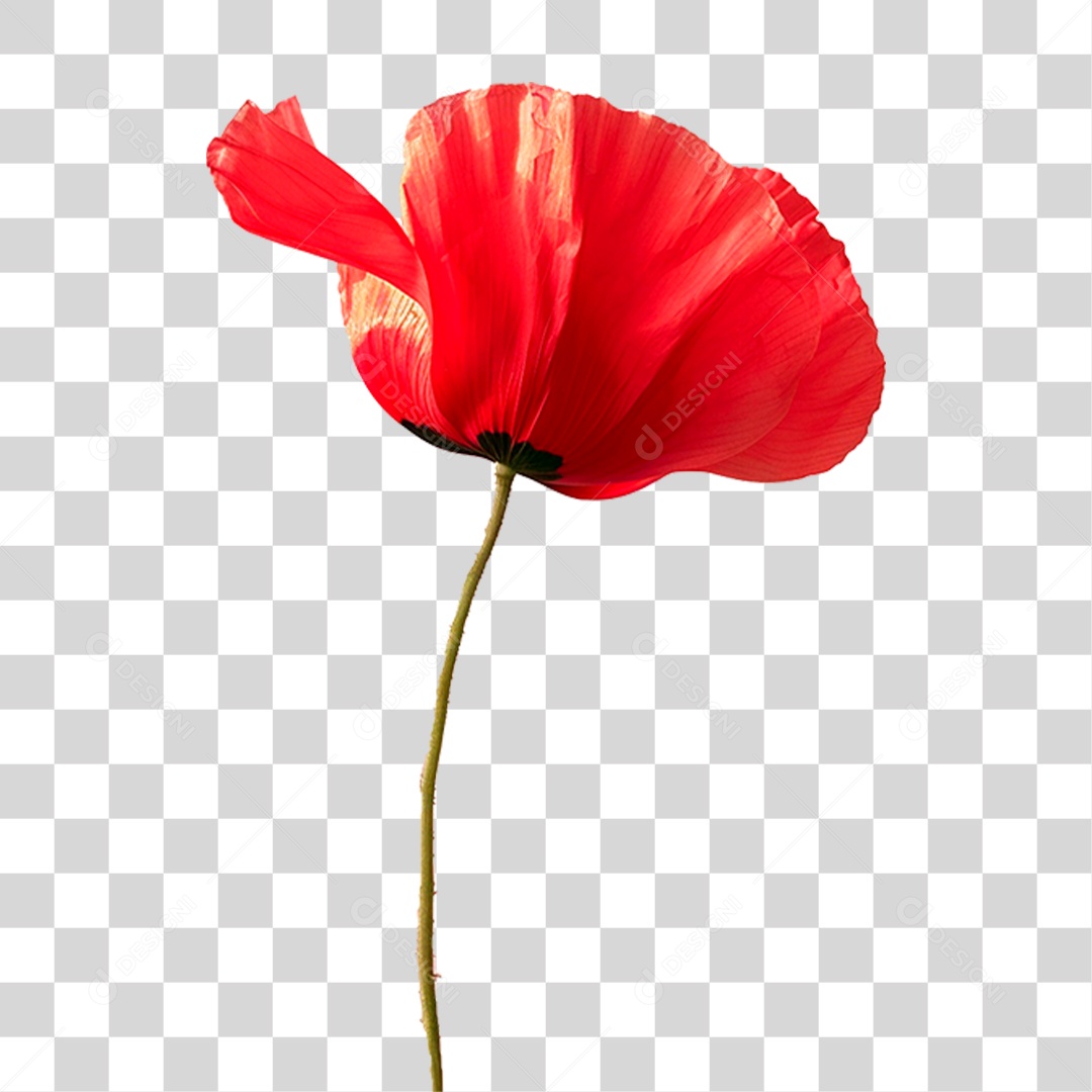 Planta Flor Vermelha PNG Transparente