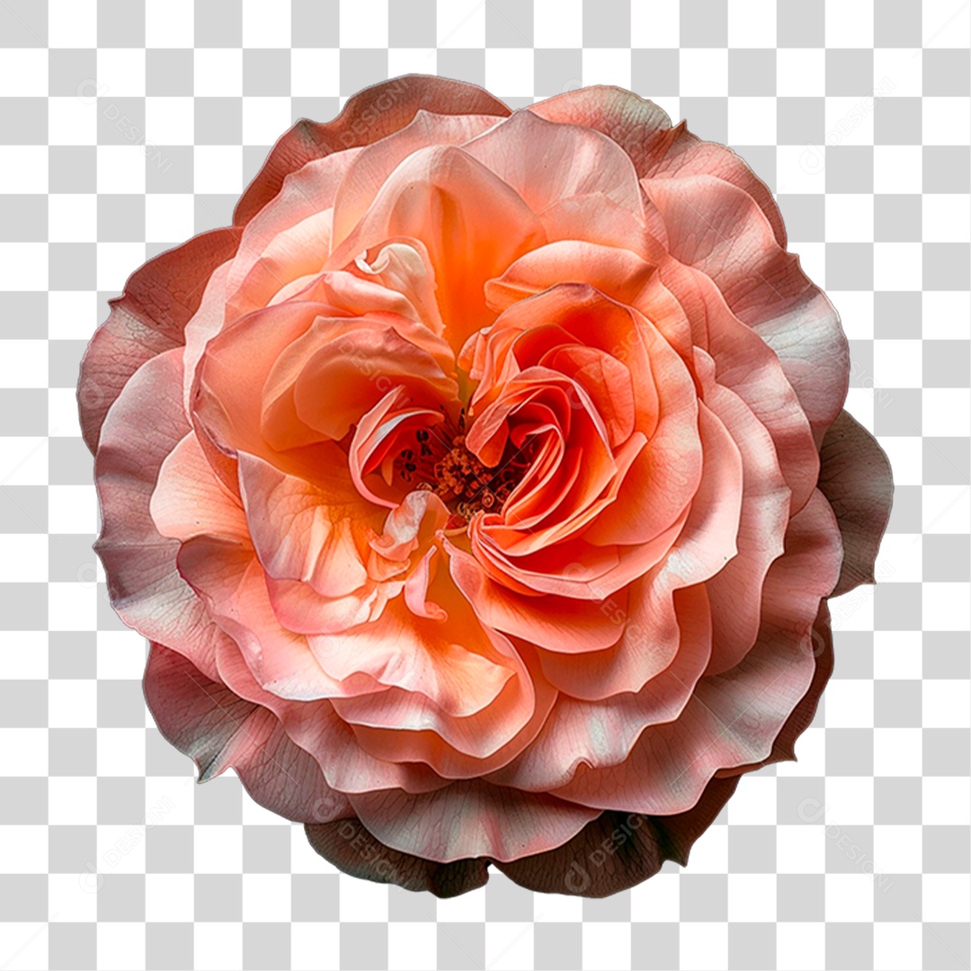 Flor Rosa PNG Transparente