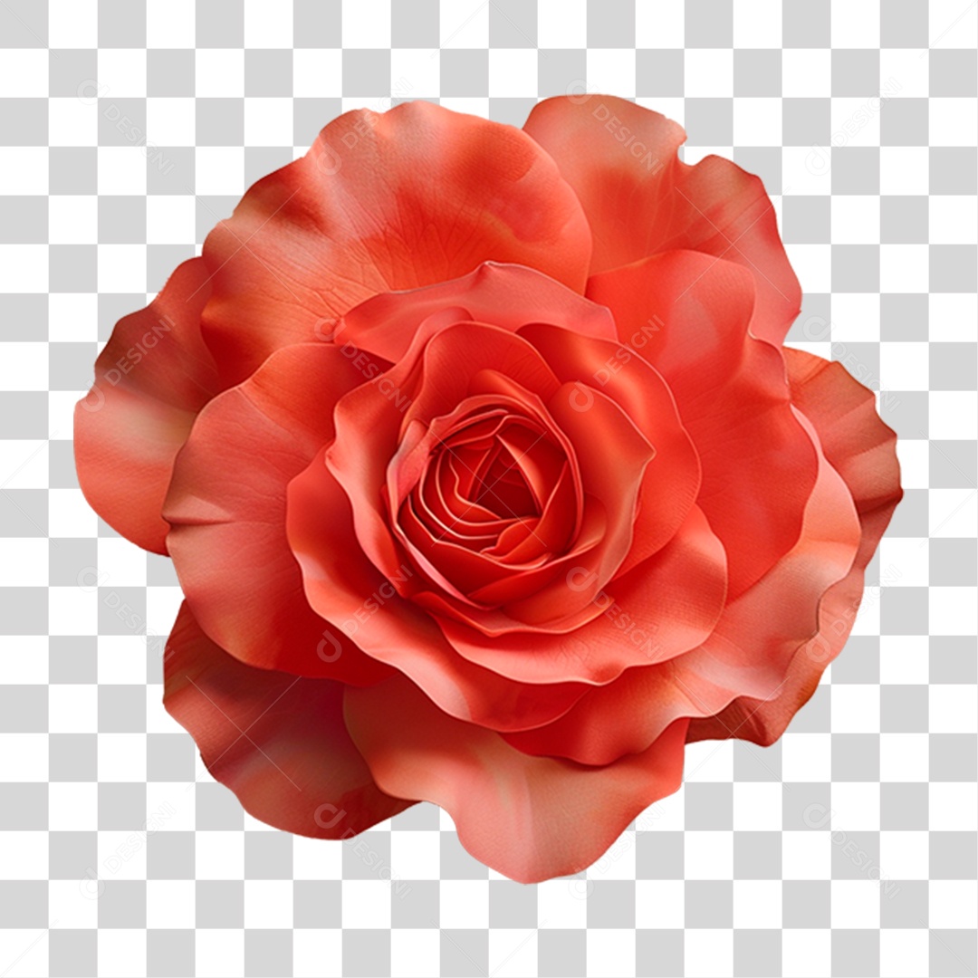 Rosa Chinensis PNG Transparente