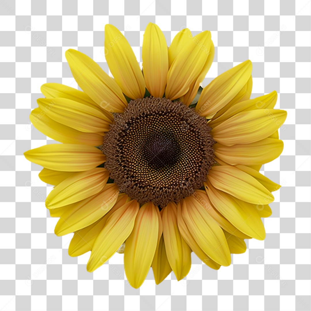 Planta Girassol PNG Transparente