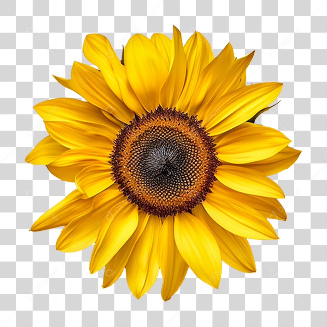 Planta Girassol PNG Transparente