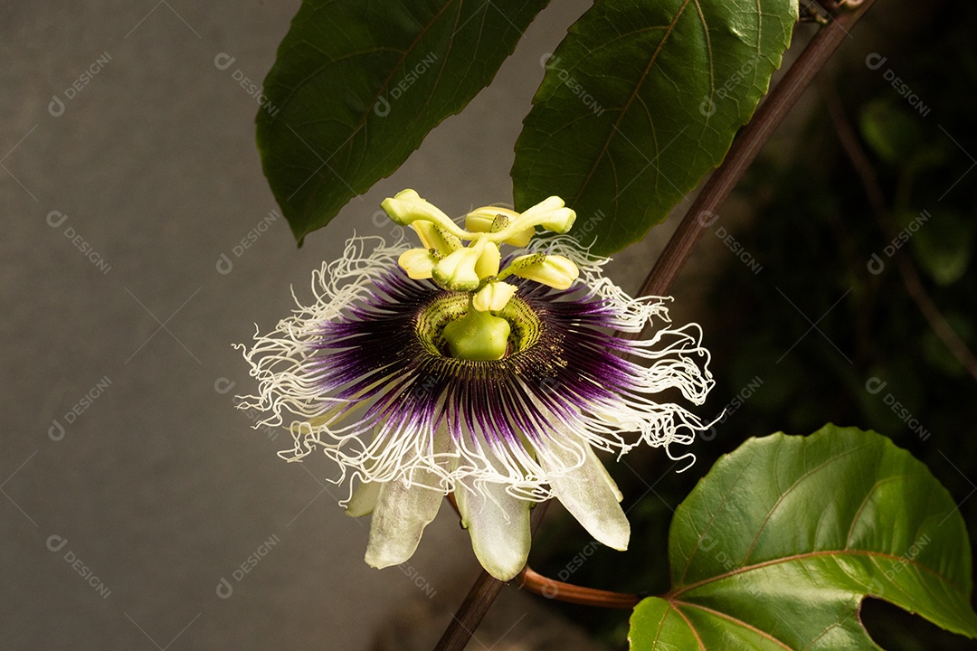Uma linda flor de maracujá contra o sol