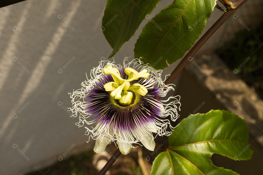 Uma linda flor de maracujá contra o sol