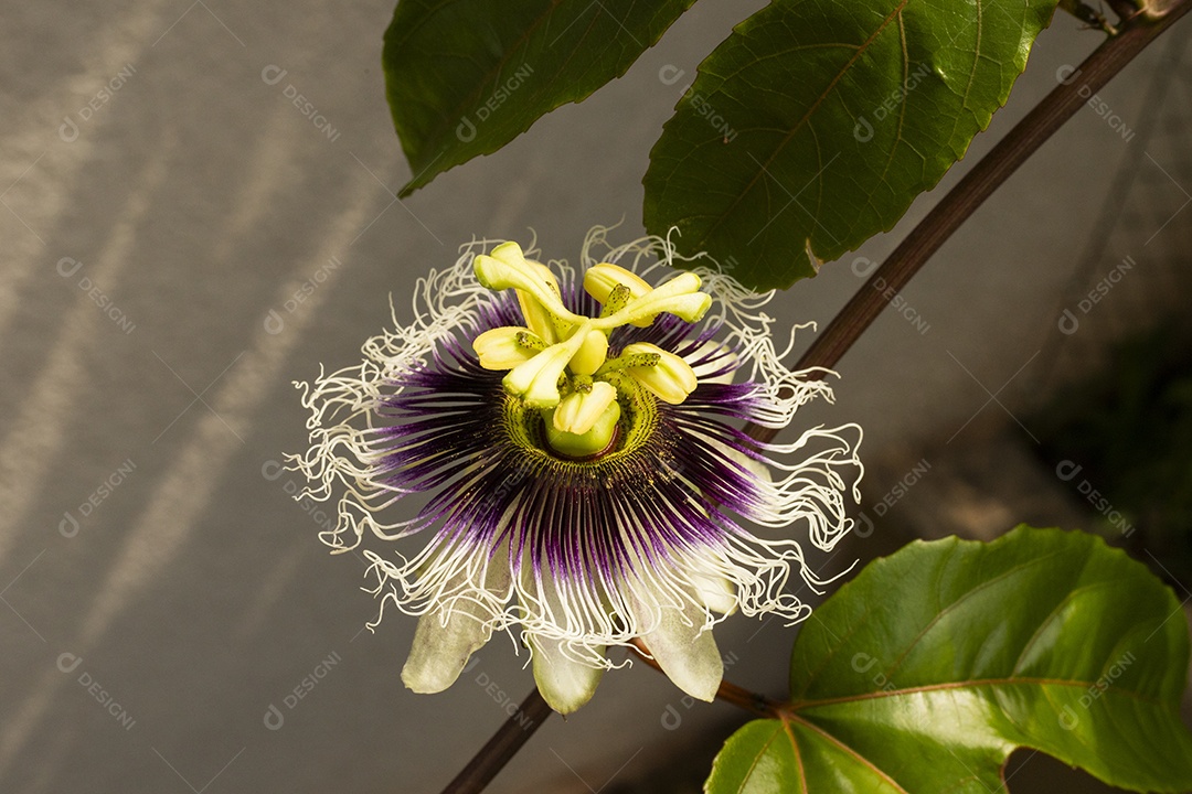 Galhos com flor de maracujá contra sol