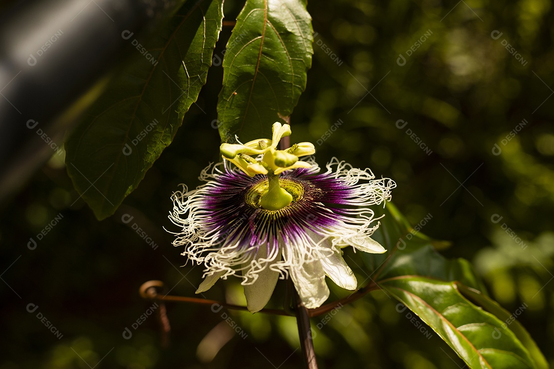 Galhos com flor de maracujá contra sol