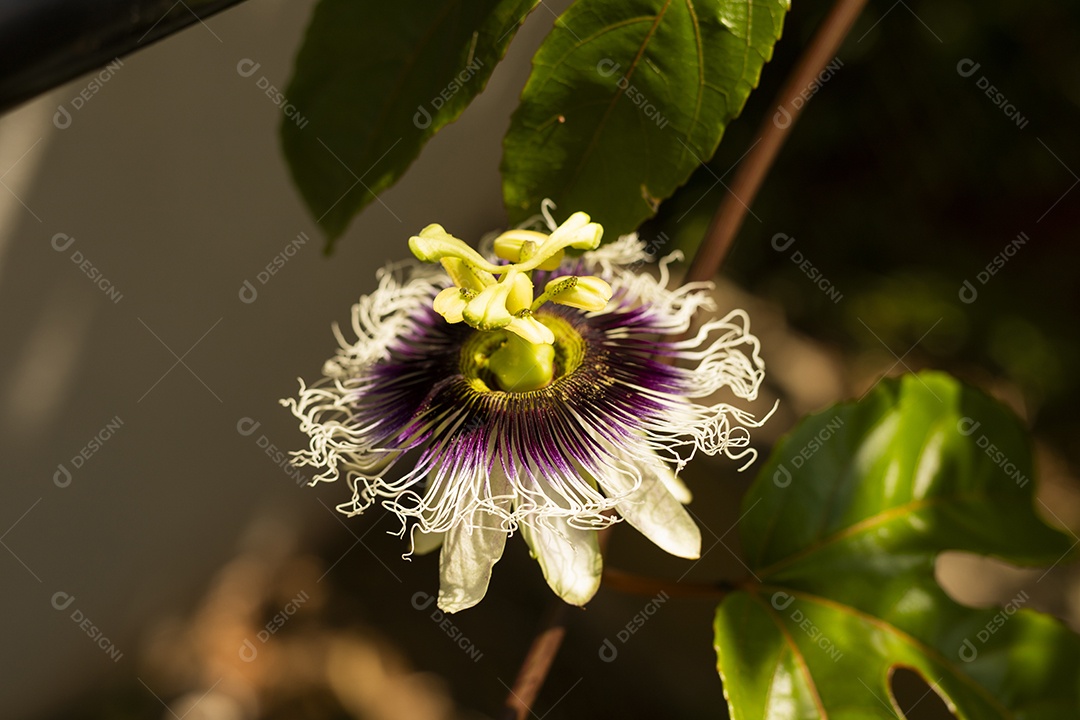 Galhos com flor de maracujá contra sol