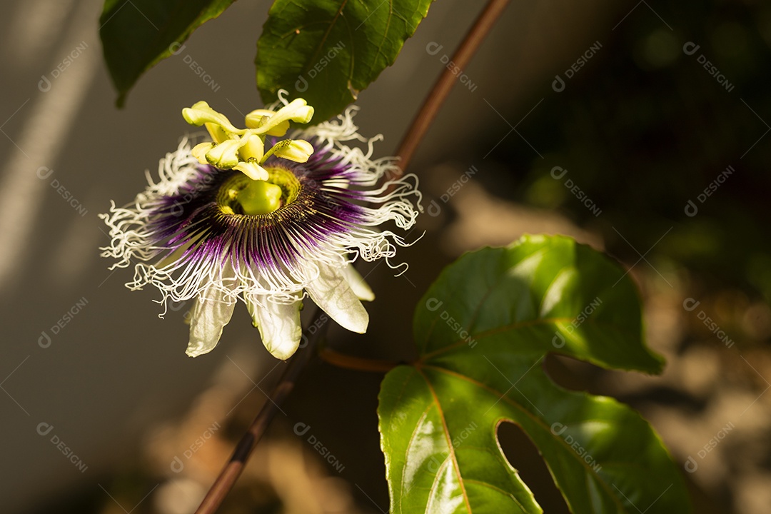Galhos com flor de maracujá contra sol