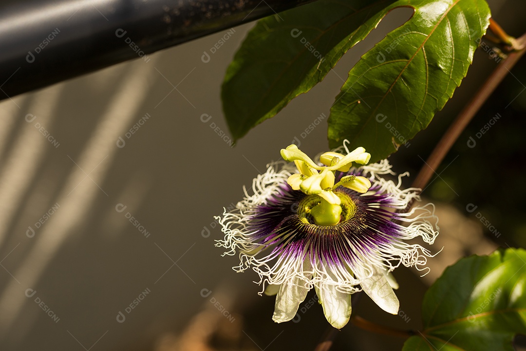 Flor de maracujá com folhas contra o sol