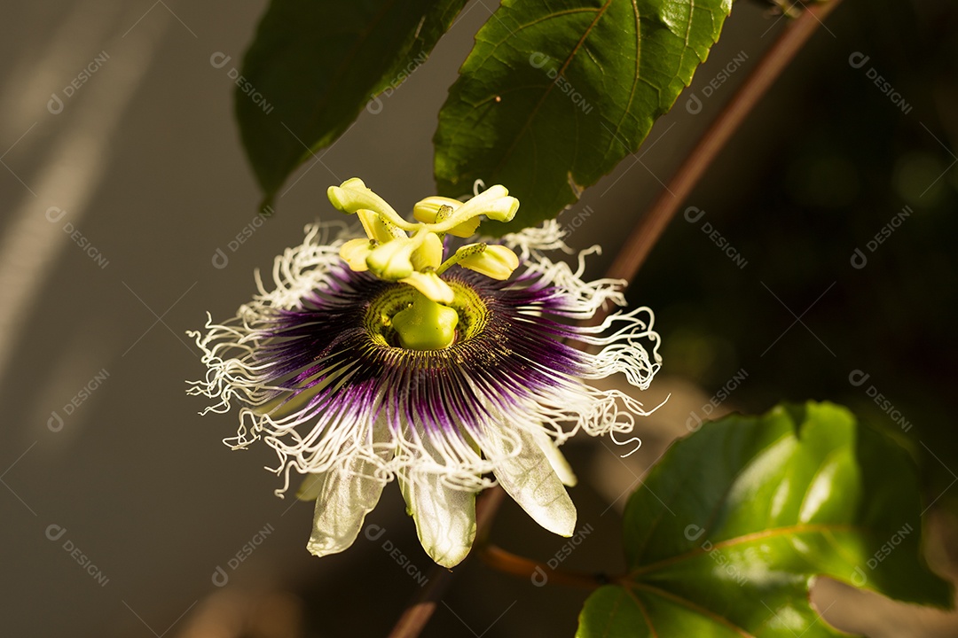 Uma linda flor de maracujá contra o sol