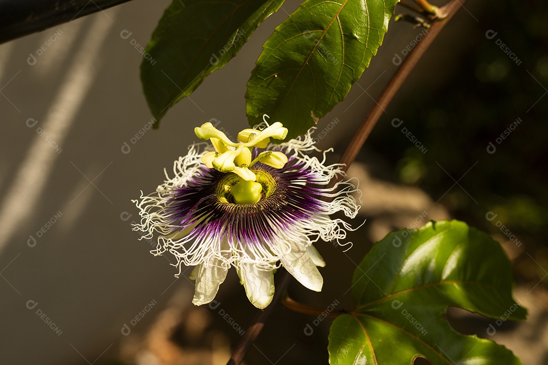 Uma linda flor de maracujá contra o sol