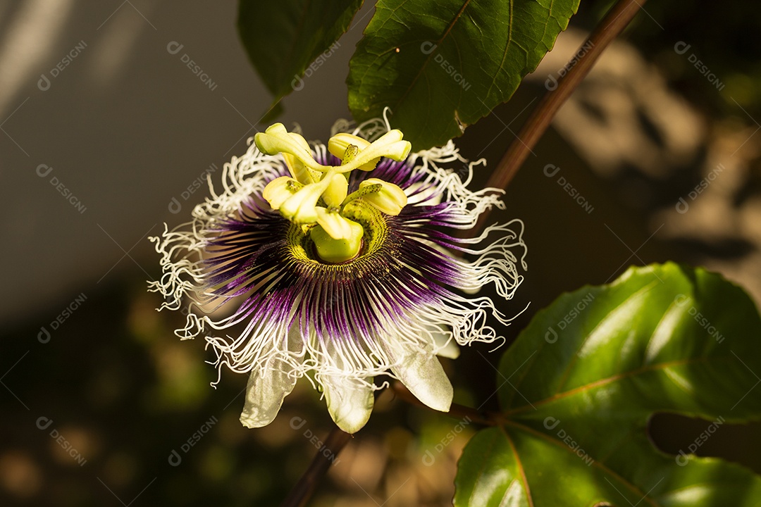 Flor de maracujá com folhas contra o sol