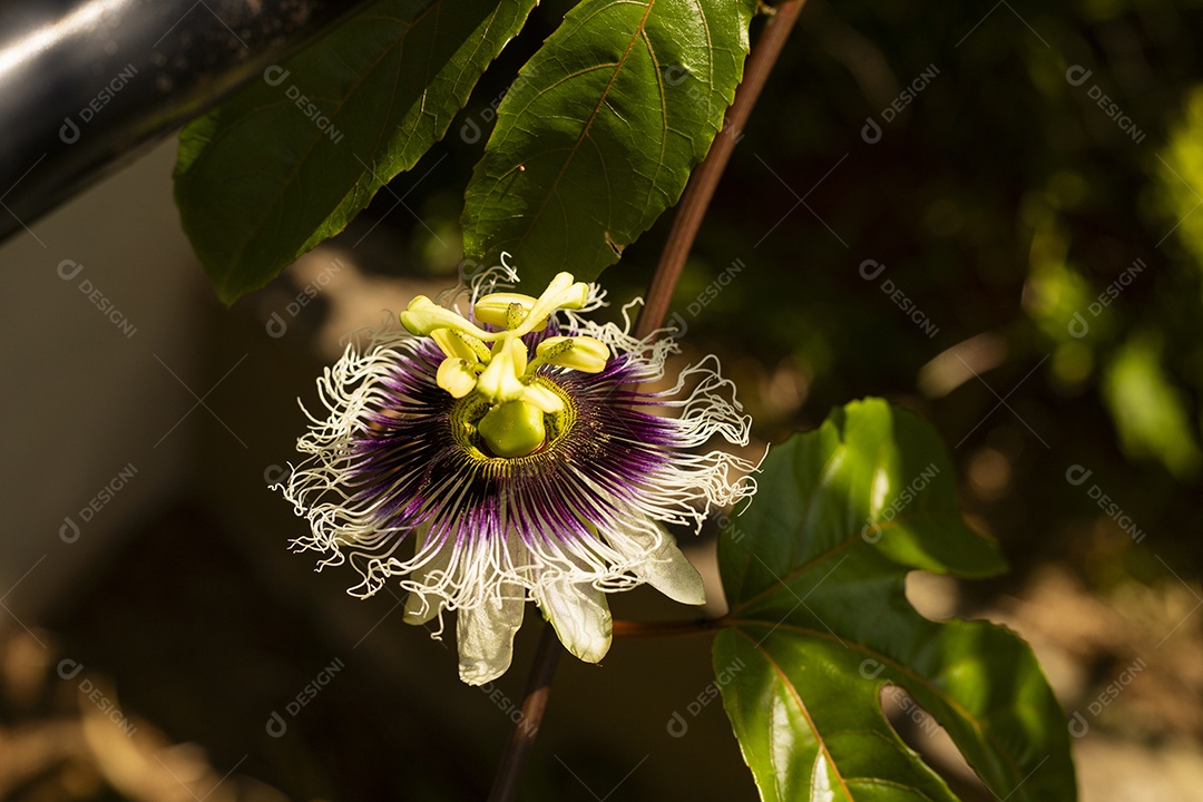 Flor de maracujá com folhas contra o sol