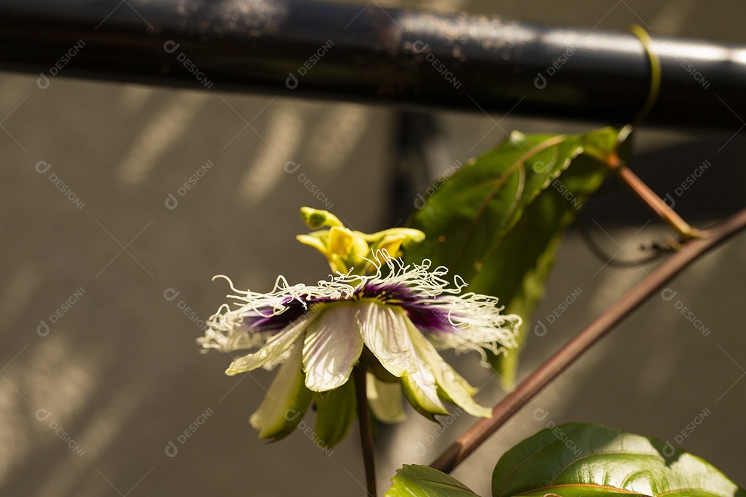 Flor de maracujá com folhas de maracujá e um sol