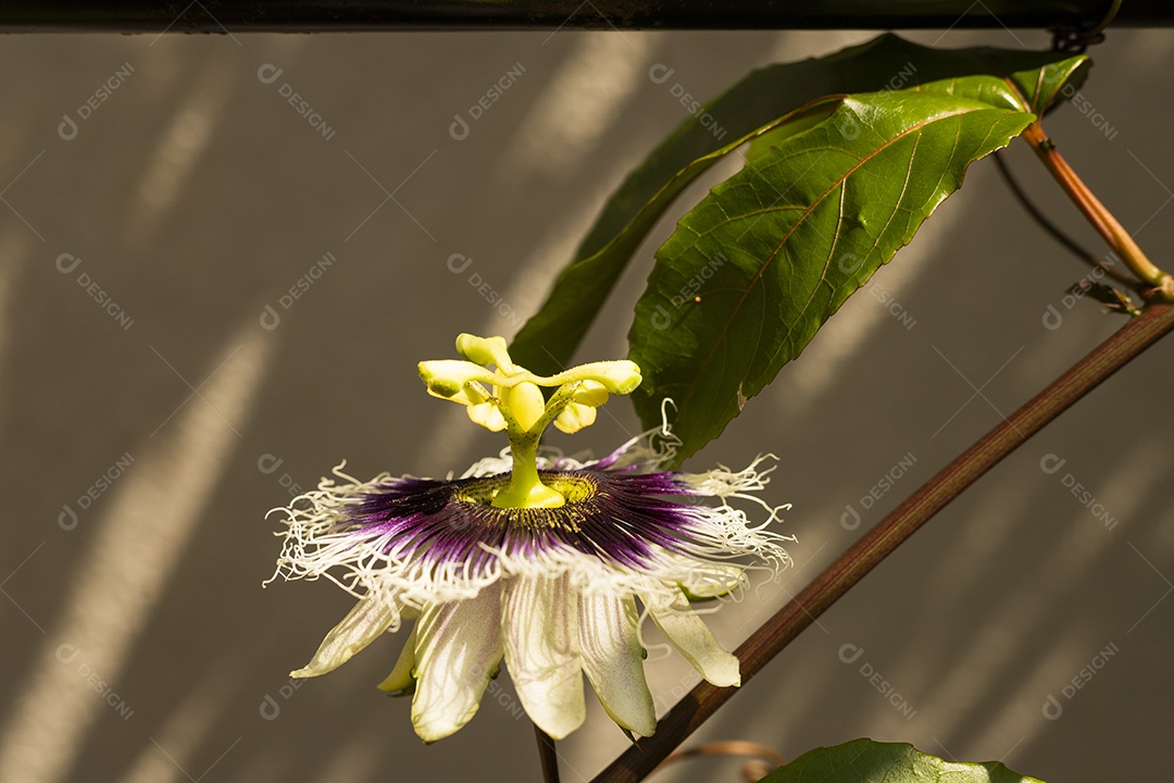 Flor de maracujá com folhas contra o sol