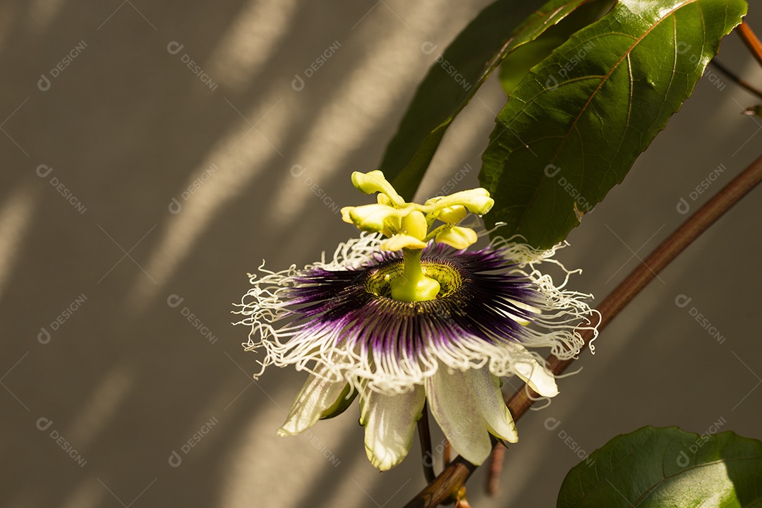 Passion fruit flower with leaves against the sun