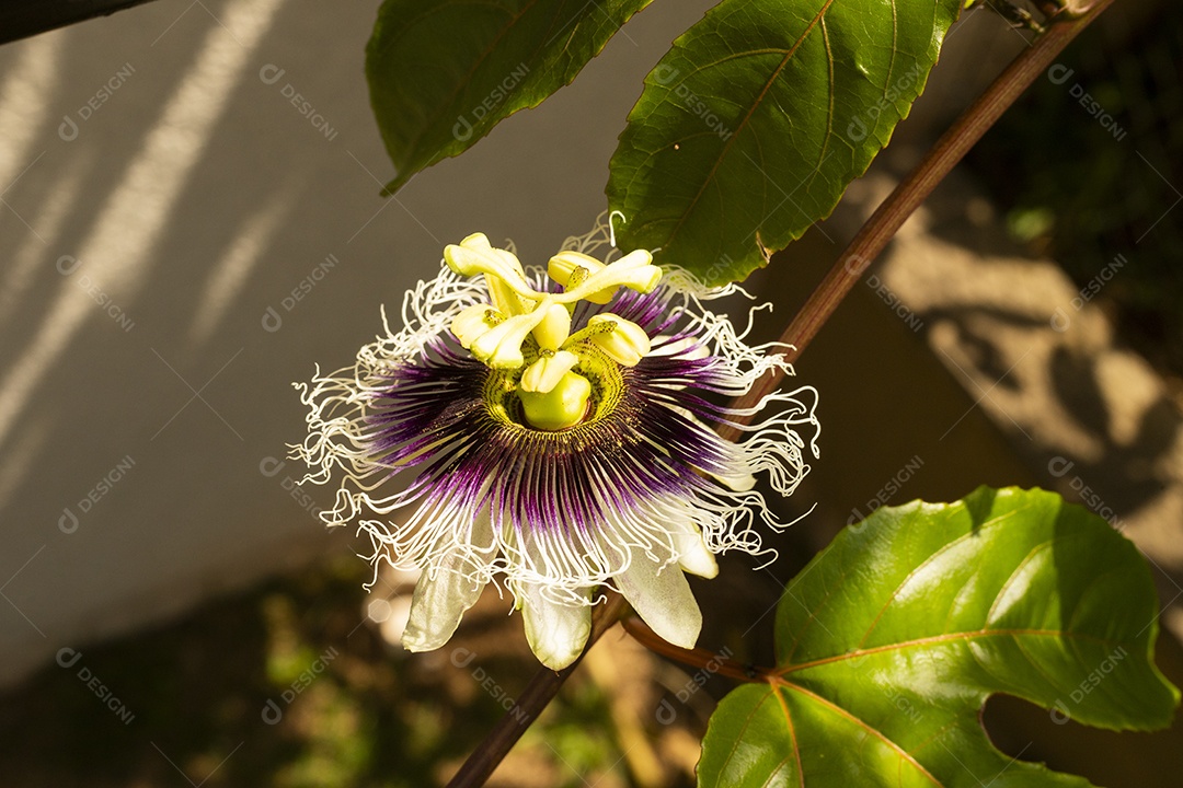 Flor de maracujá com folhas de maracujá e um sol