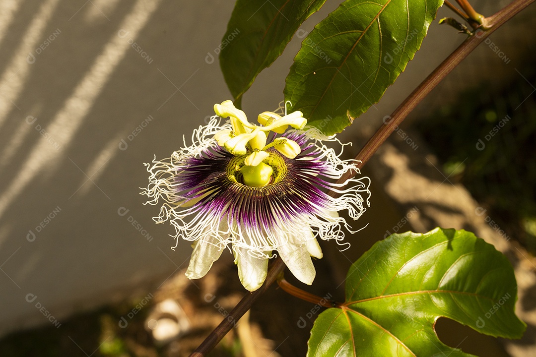 Flor de maracujá com folhas de maracujá e um sol