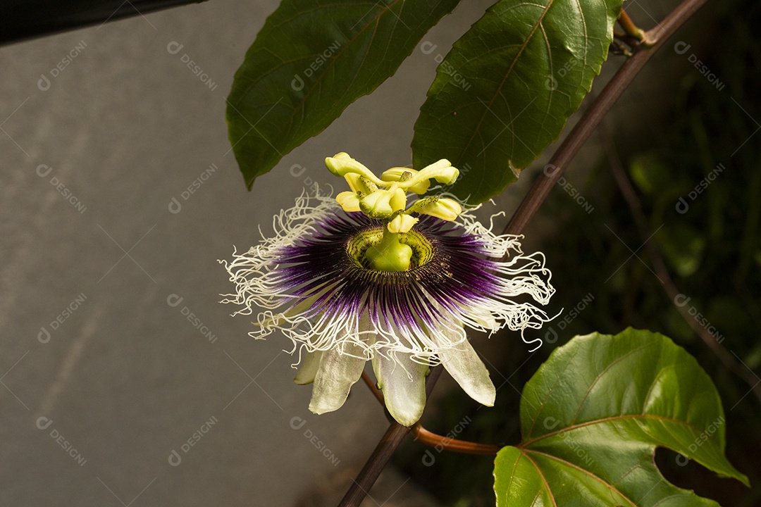 Flor de maracujá com folhas de maracujá e um sol