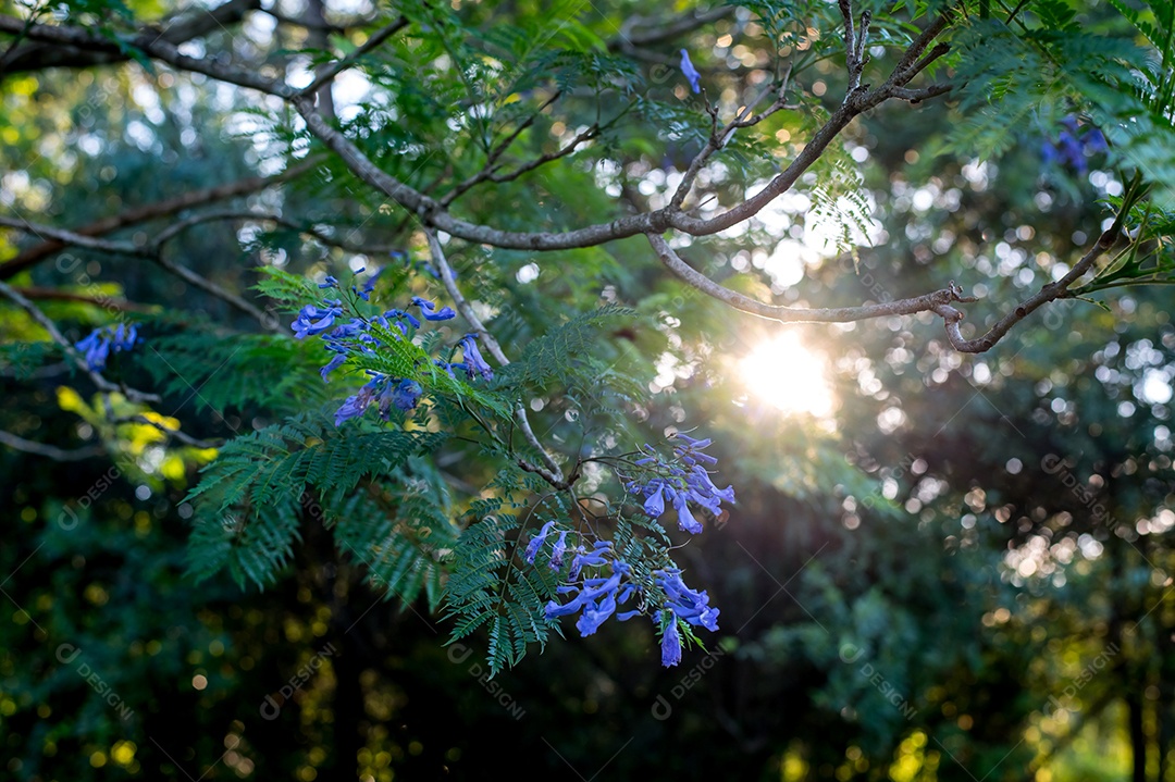 Linda flor roxa da árvore Jacarandá