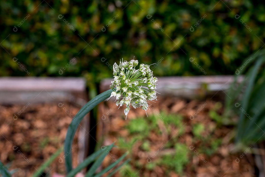 Linda flor branca da planta cebolinha Allium schoenoprasum