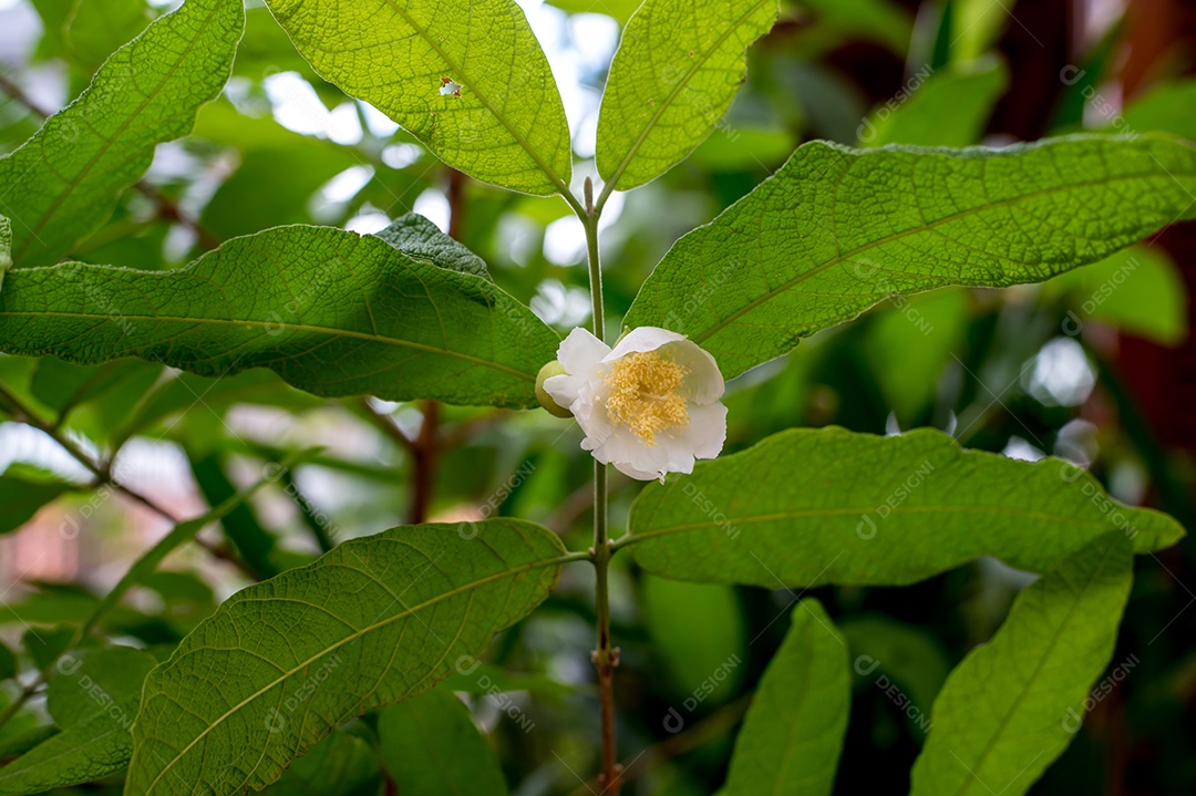 Linda flor branca da planta sete condotes Campomanesia guazumifolia