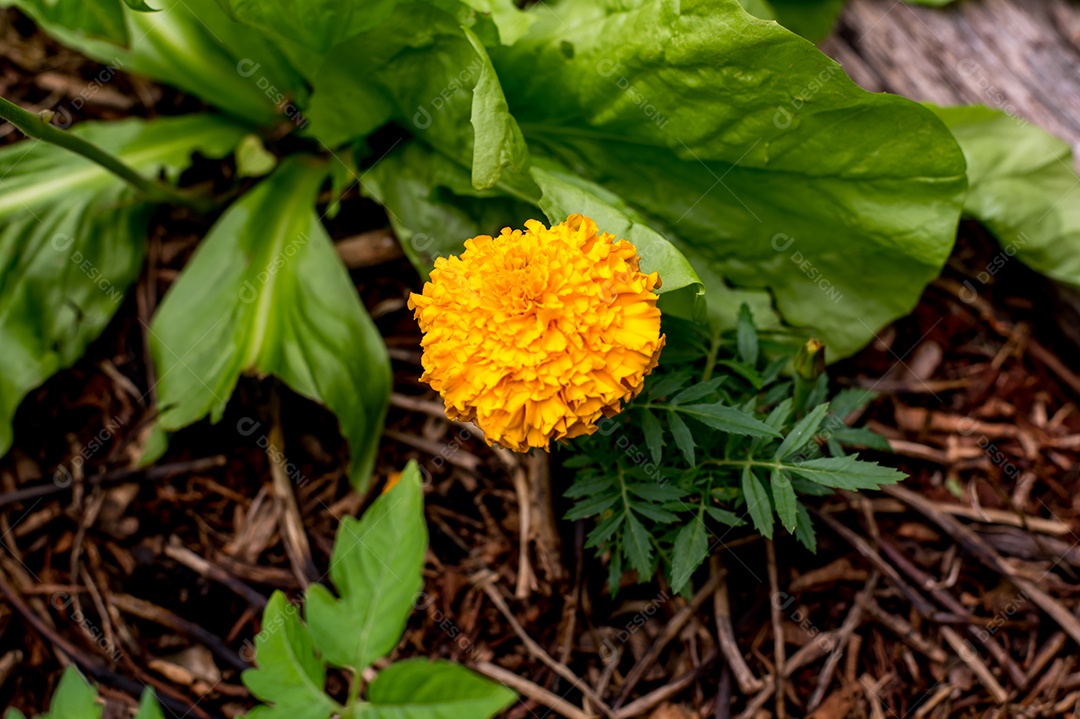 Linda flor amarela da planta de calêndula asteca