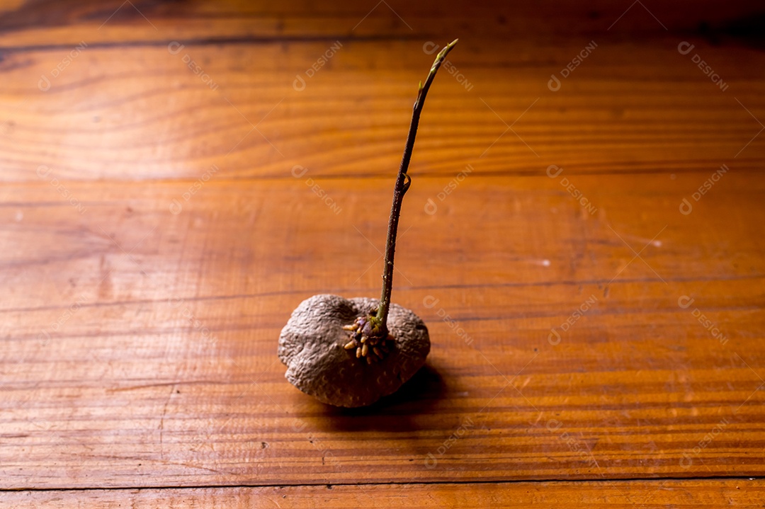 Cará moela brotando