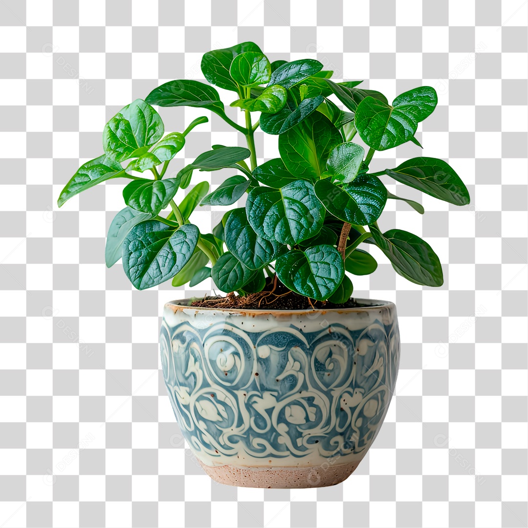 Planta PNG Transparente